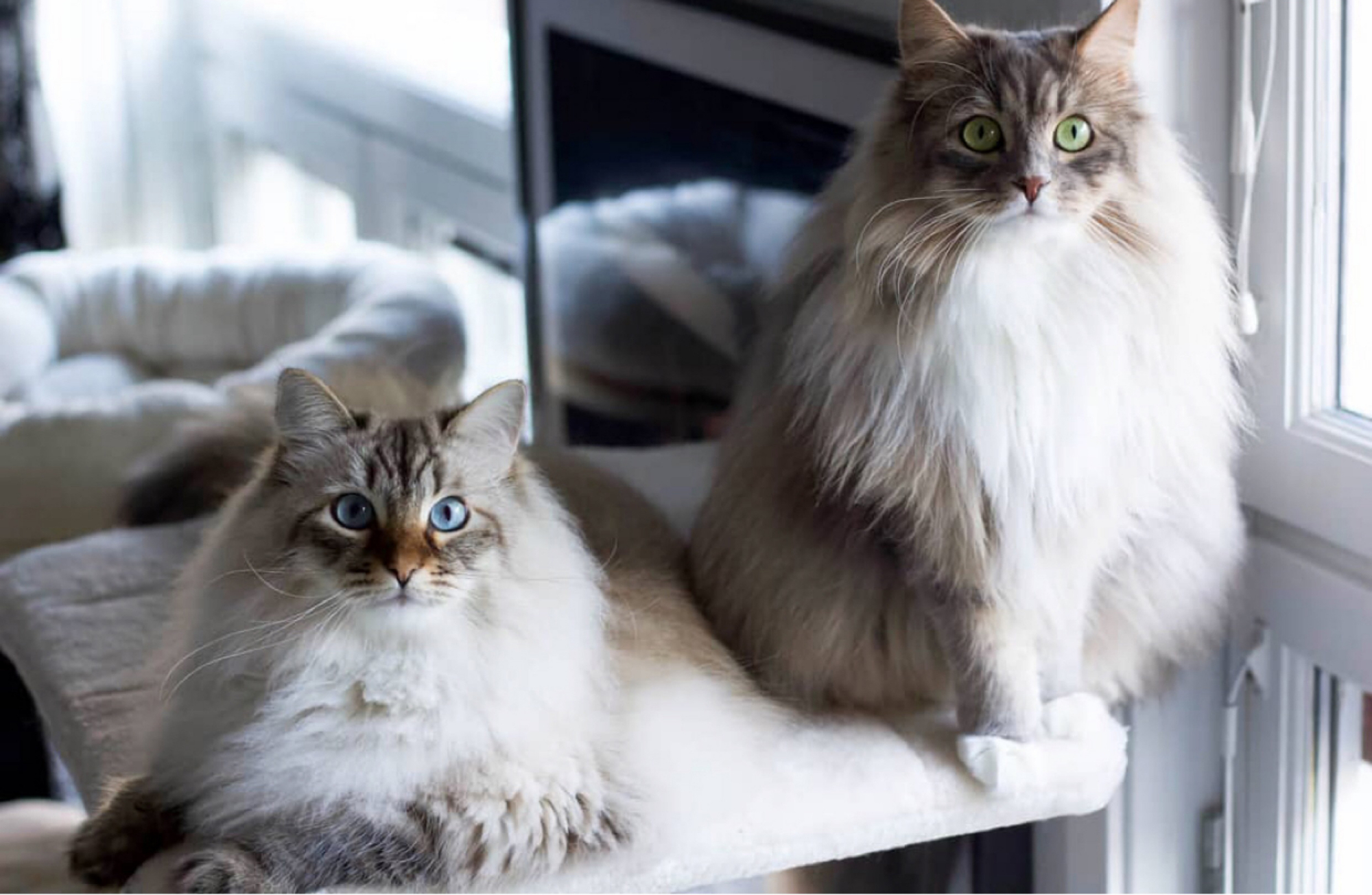 价格最贵的5种猫,第一名售价60万,网友:贫穷限制了想象!