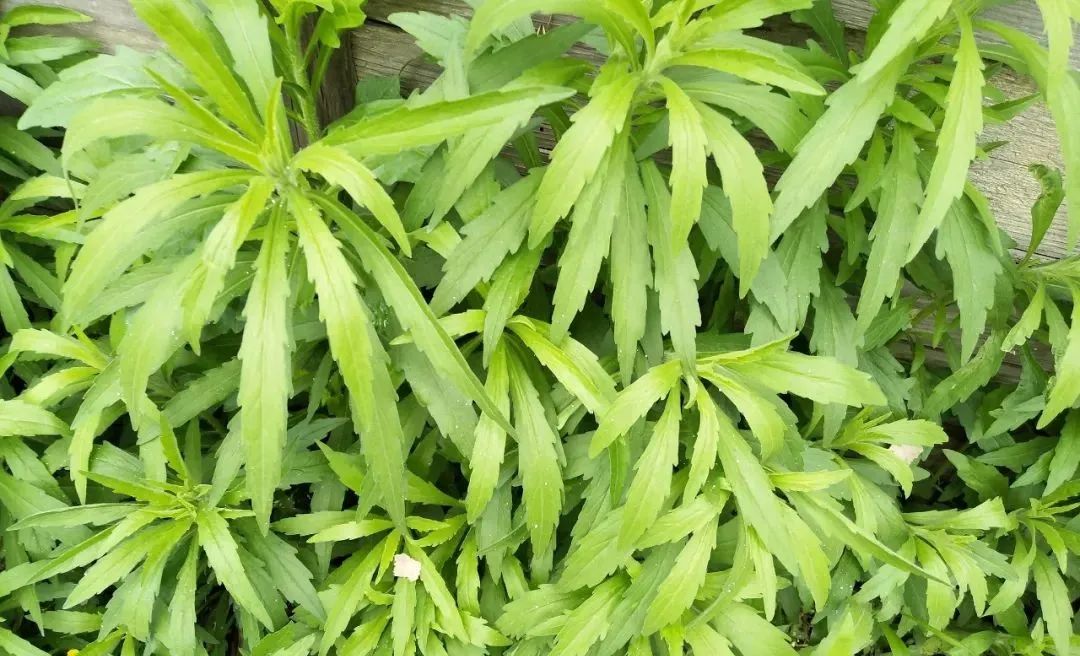 小飞蓬草夏秋"大暴走"!怎么办?