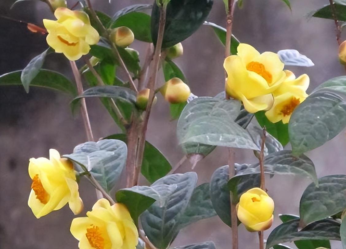 此茶花金瓣玉蕊,被誉为"植物黄金",芳香四溢,观赏食用两不误