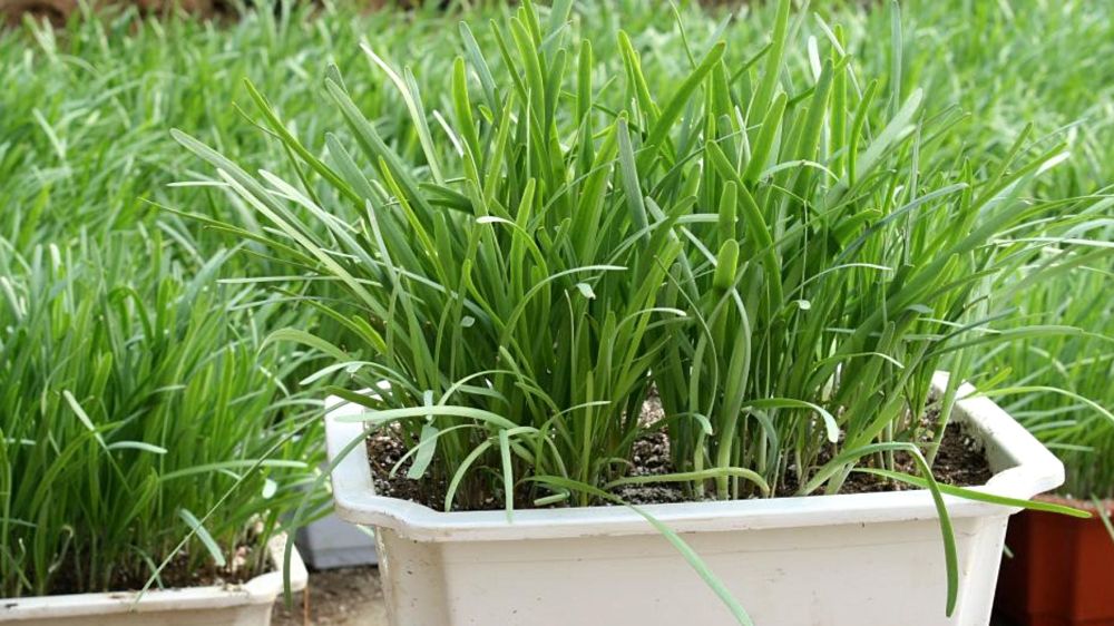 韭菜种植:合适的土壤和播种,影响生长量,常见病虫害如何防治