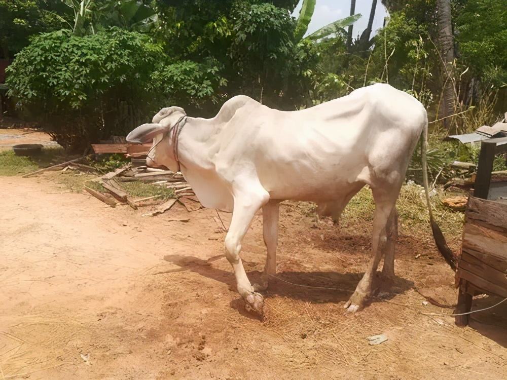 牛光吃不长肉怎么办?本文告诉你!