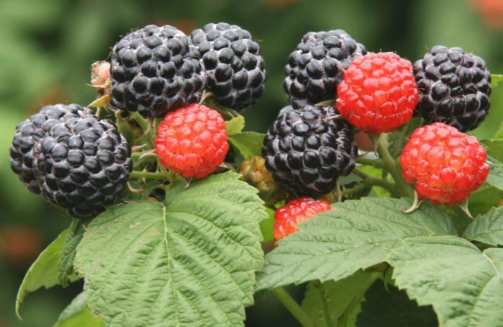 它就是覆盆子,也称"强肾果",儿时当零食吃,口感酸甜