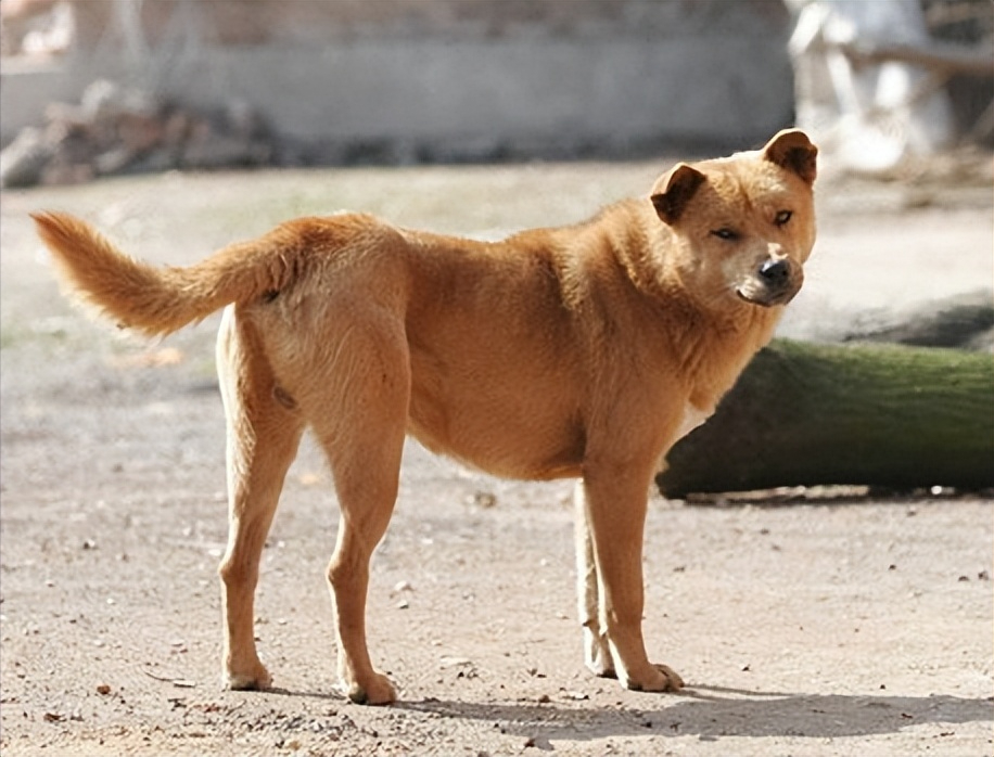 板凳狗首战告捷
