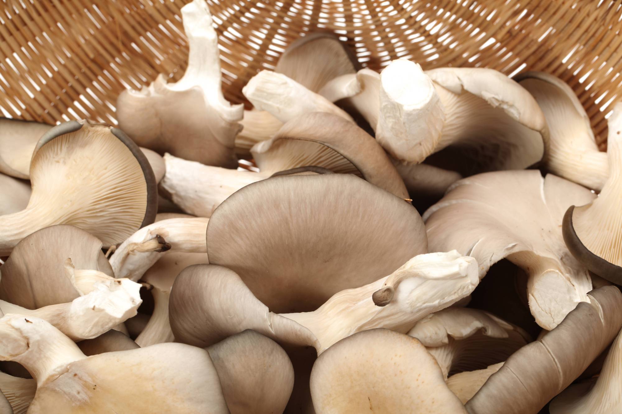 3款食用菌食品的加工技术,简单易操作