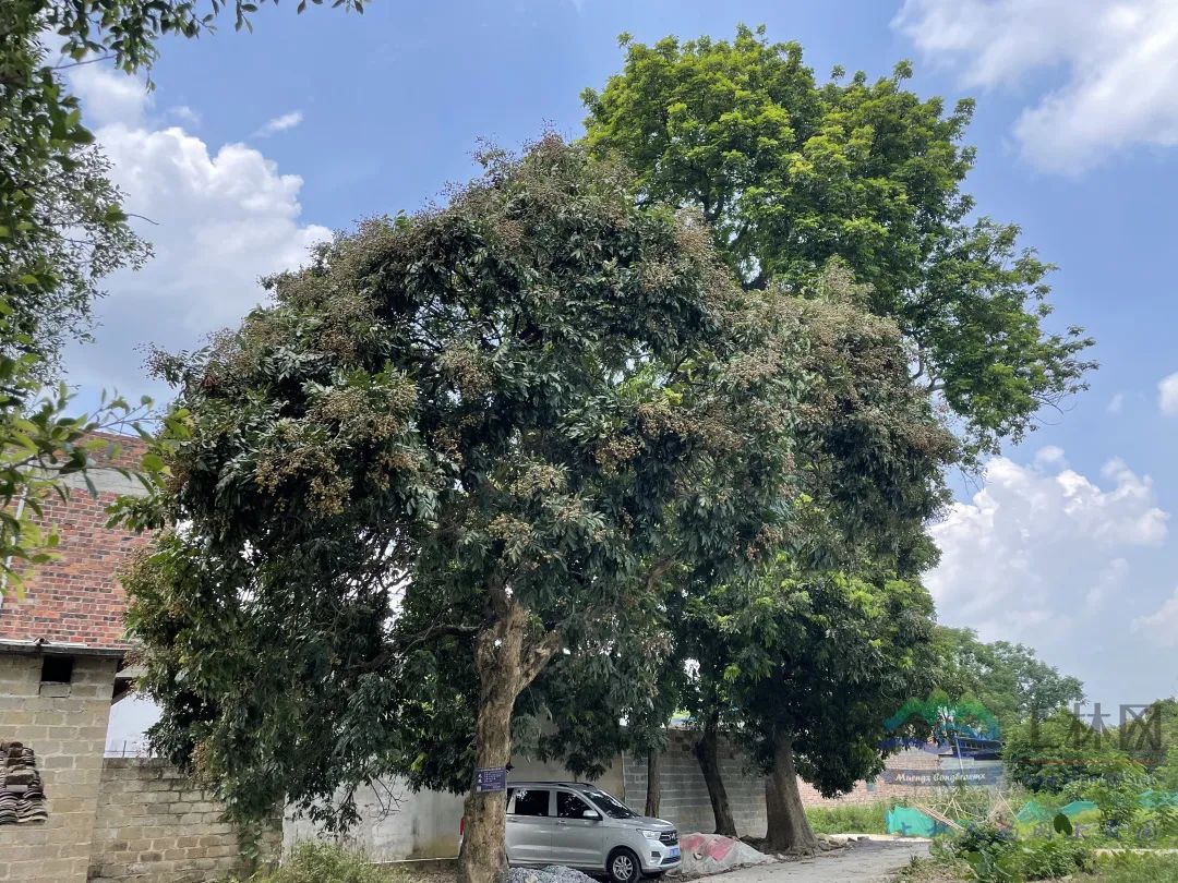 看!上林这个村120多年的老龙眼树果实结得密密麻麻