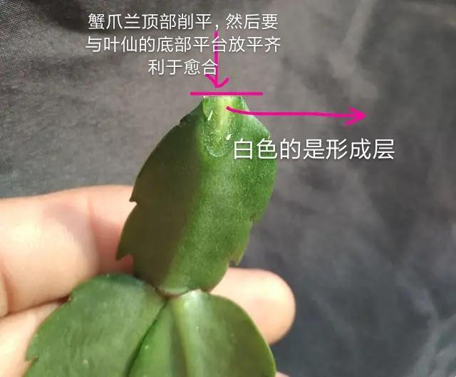 叶仙嫁接蟹爪兰总是失败?找准形成层,接对位置,开花爆盆成花塔