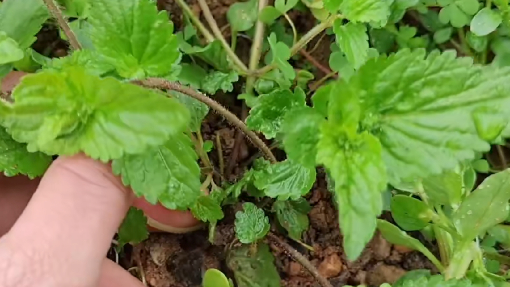 菜园常见植物小败火草,没想到价值珍贵,很多人都不知道