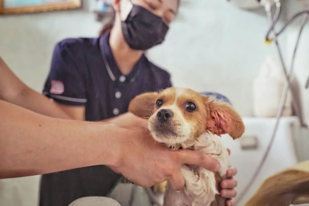 截止目前,李内向动物小院已经收容80多只狗,30多只猫.