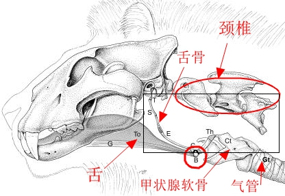 舌骨大角是什么的标志图片