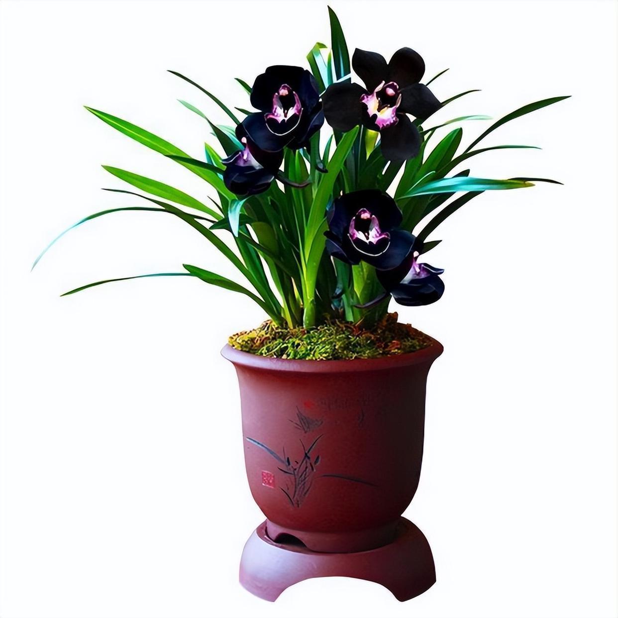 墨兰黑雪姬被誉为"神秘王子",花色迷人,黑杆黑花,开花香满屋