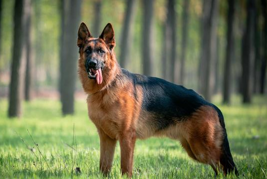 养德国牧羊犬的4个好处和4个坏处,看完你还敢养吗?