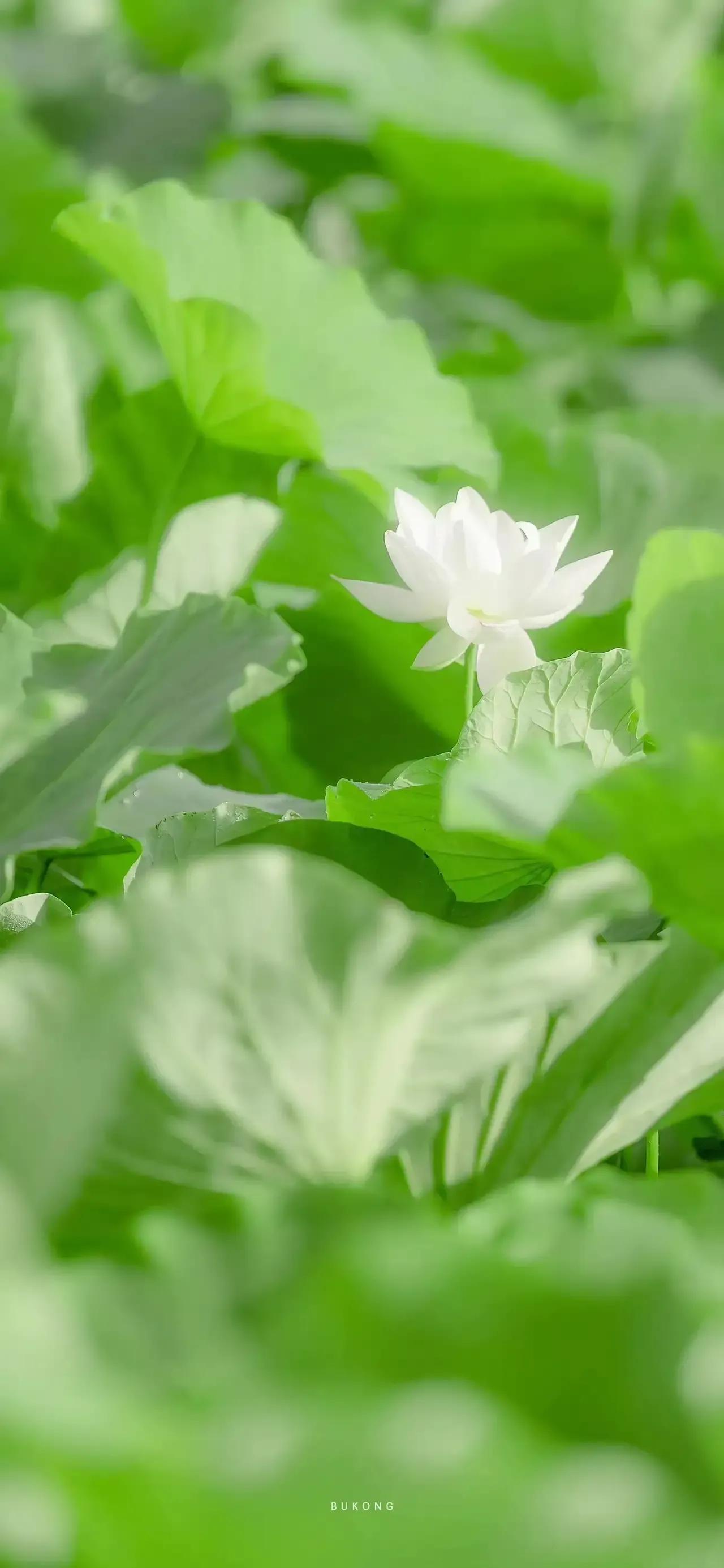 清新绿色护眼荷花壁纸