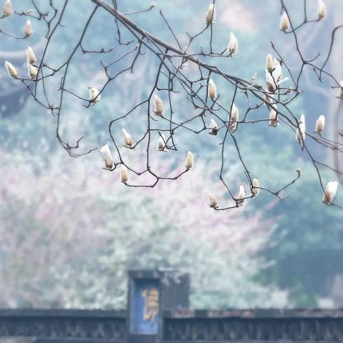 佛说禅意:她跪在广缘寺门前,要师父为自己剃度出家