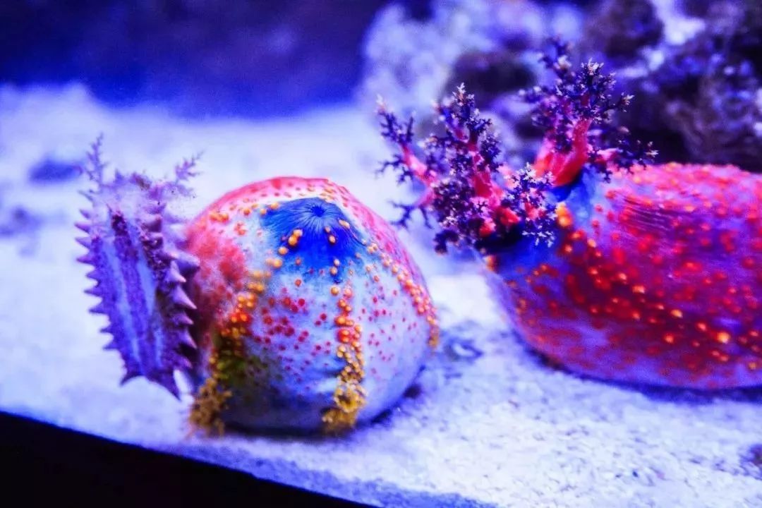 海苹果是什么东西,是动物还是植物?