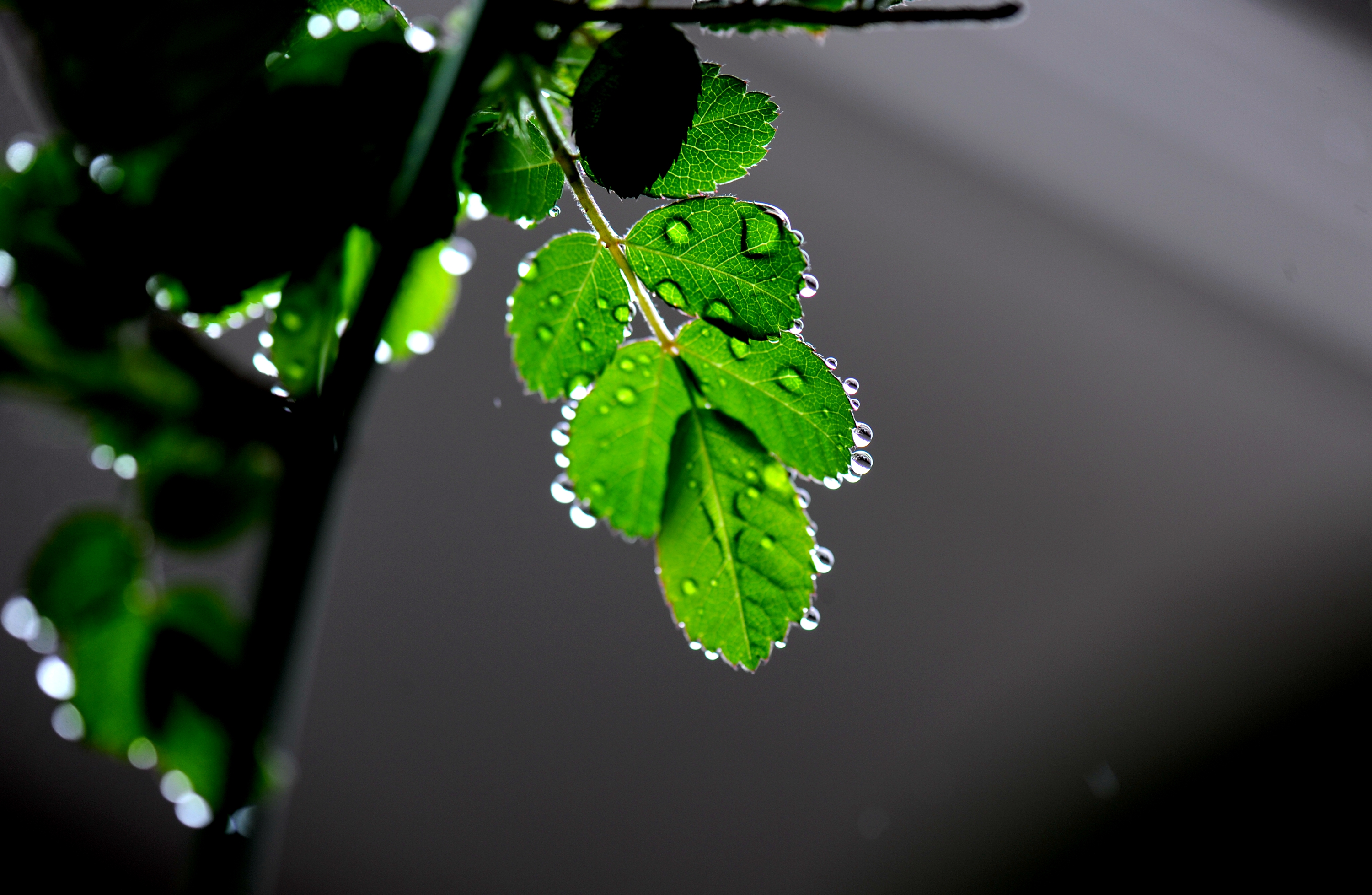 春雨电脑壁纸图片