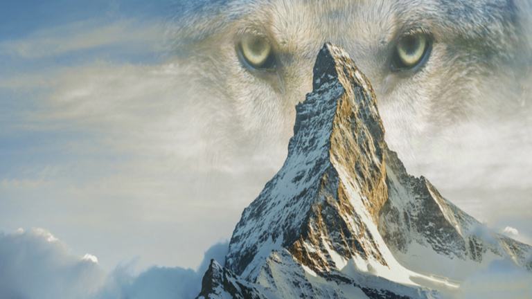 狼群首领是一对狼夫妇,如果狼王死亡,狼后会作何选择?