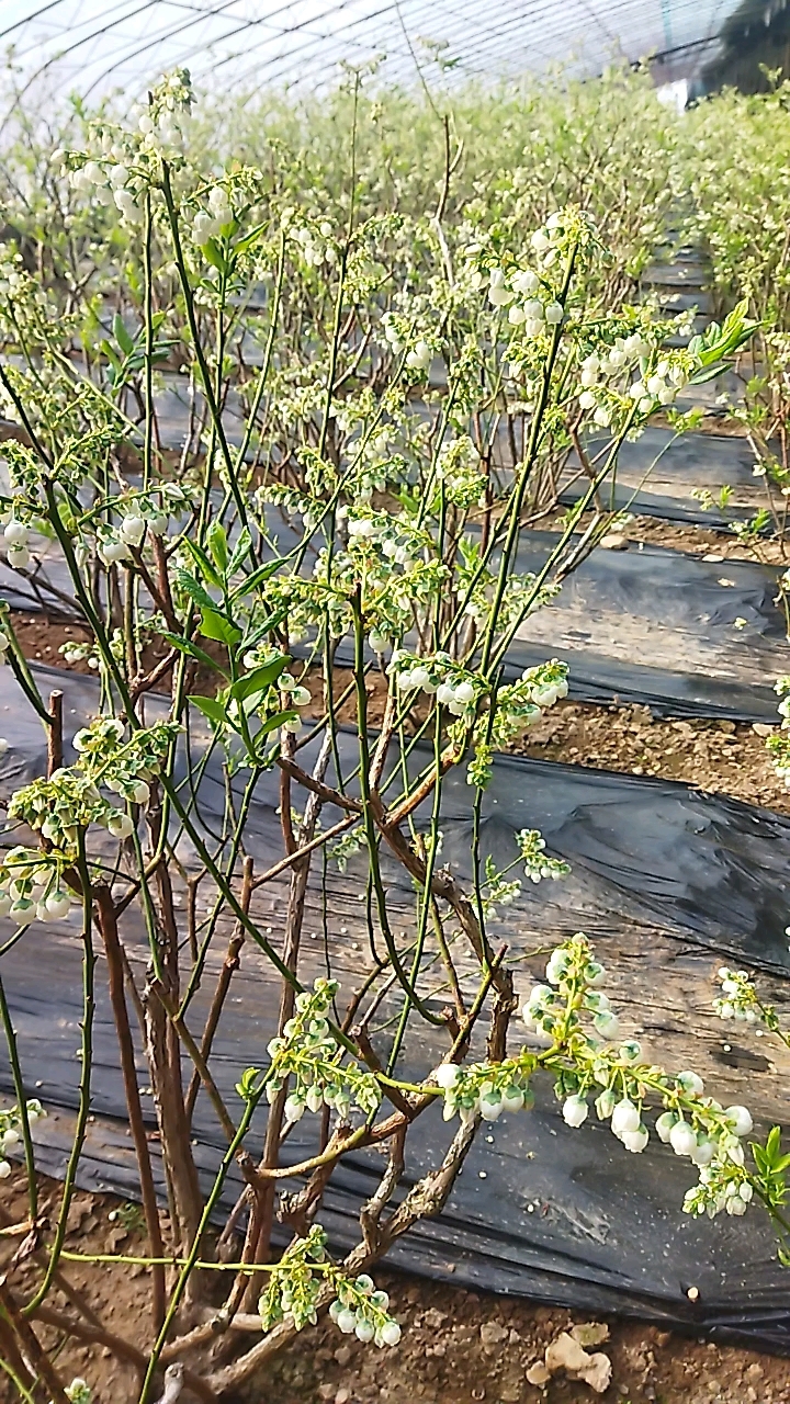 猜猜什么地方的蓝莓,才开花?