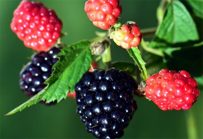 这6种水果都属于碱性水果,经常食用对身体有益,记得买给家人吃