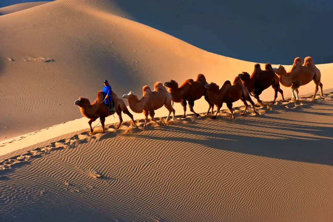 沙漠中的骆驼.摄影/艺味深藏,来源/图虫创意