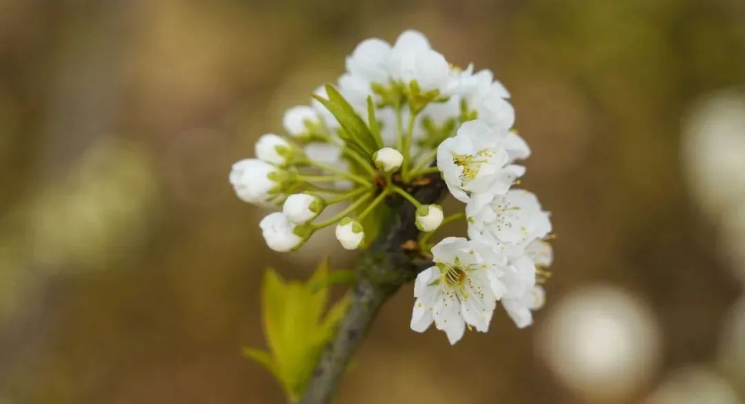 又到春花烂漫时梨花三月醉东坡 头条 眉山全搜索 眉山人吃喝玩乐权威指南