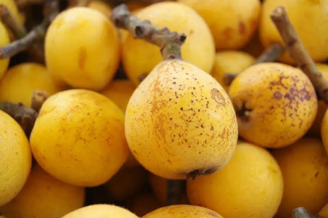 江南好风光"金果子"味甘似蜜