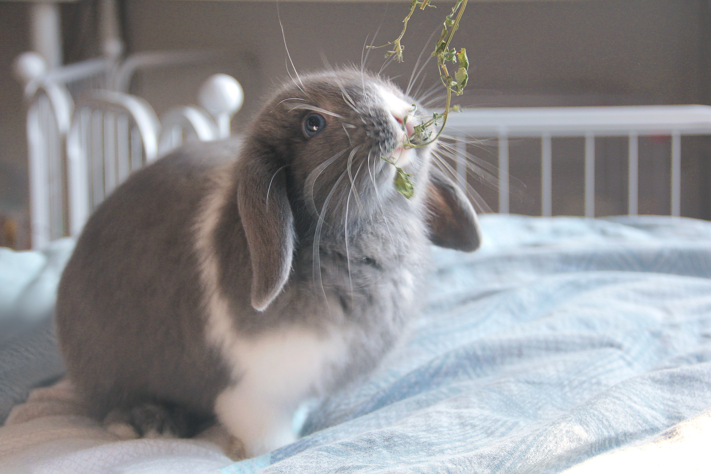 垂耳兔喂养注意事项:如何为您的宠物提供最佳的营养和饮食?