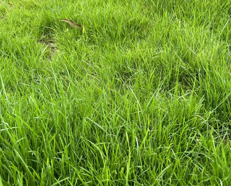 冷季型高羊茅草坪,耐寒耐旱耐高温还耐贫瘠,应该如何建植?