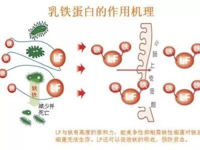 奶粉裡的乳鐵蛋白到底是什麼?真的有用嗎?