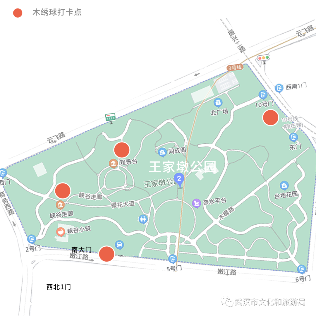 分钟治愈近视眼这次来和平公园发现连木绣球也是大高个儿花朵团得紧实