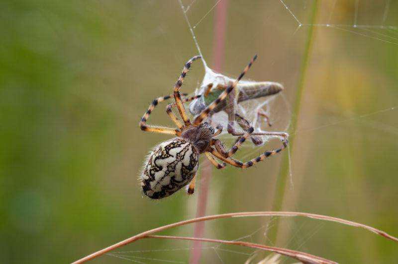 24条腿的蜘蛛有毒图片