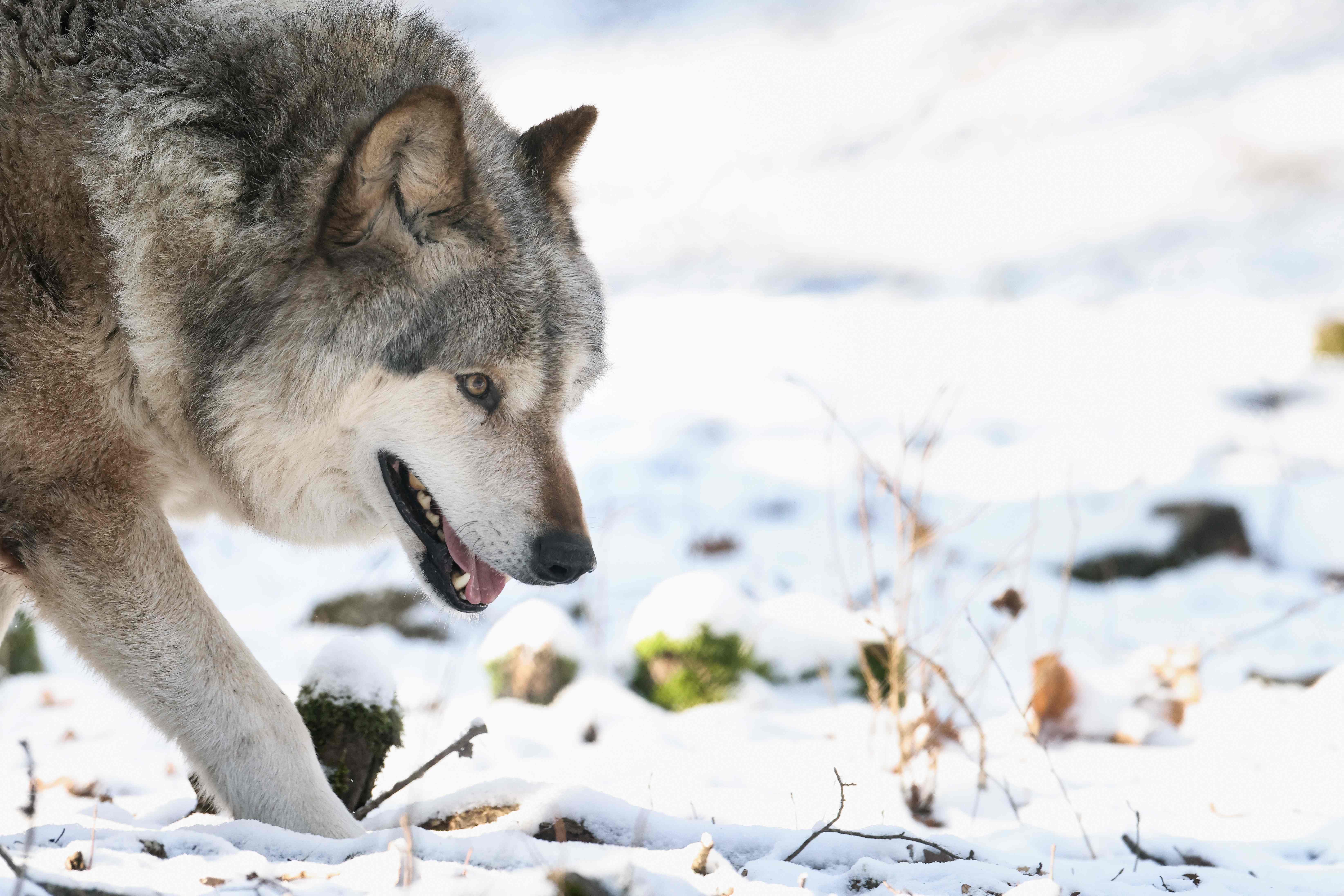 比利时动物公园将重新对公众开放(2)