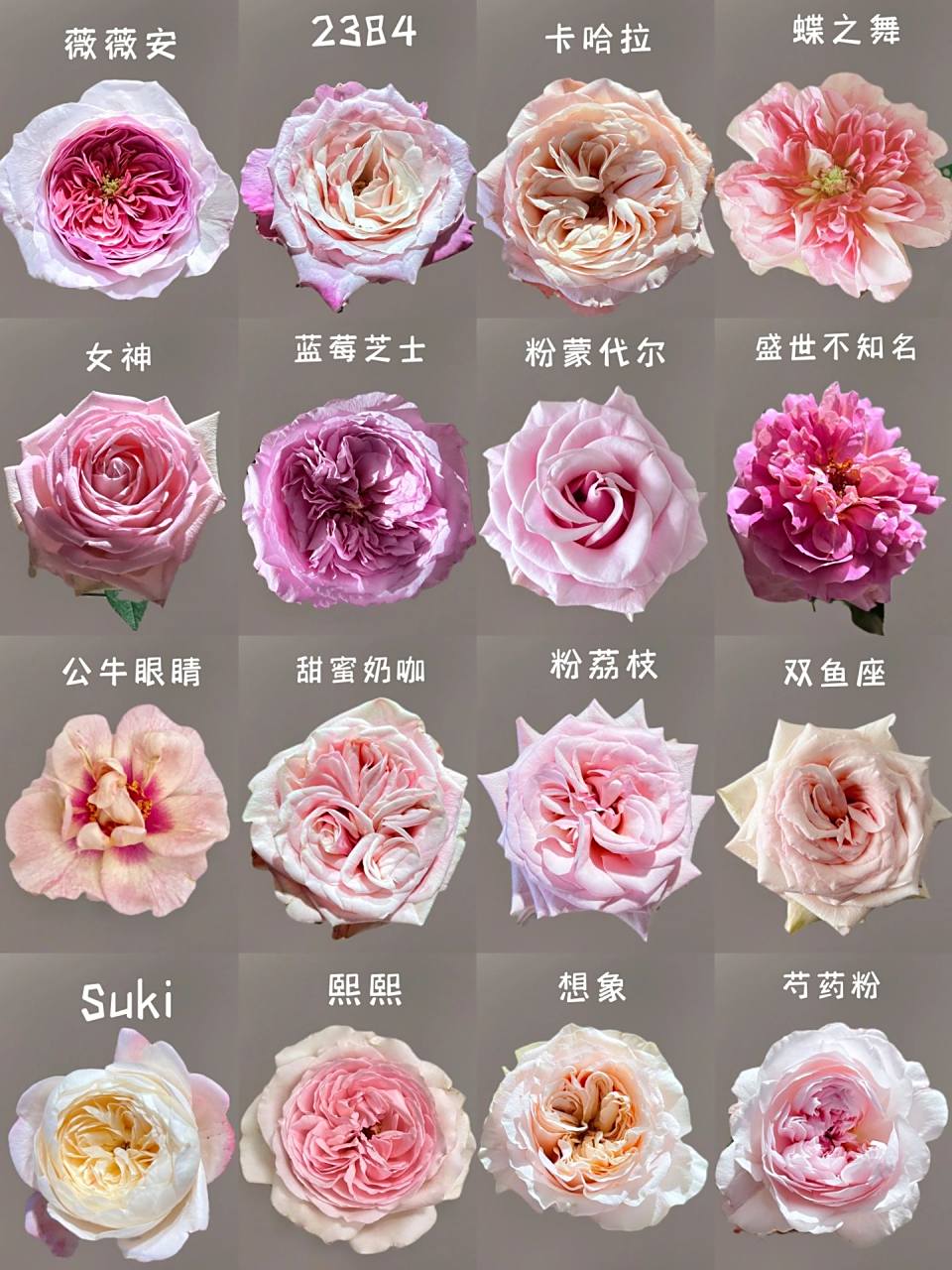月季合集「玫瑰图鉴」112款 112款粉色系玫瑰,有浅粉,深粉,橘粉,玫粉