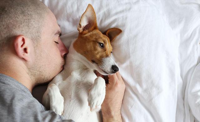 狗狗喜欢和主人"睡觉",背后不外乎这些原因