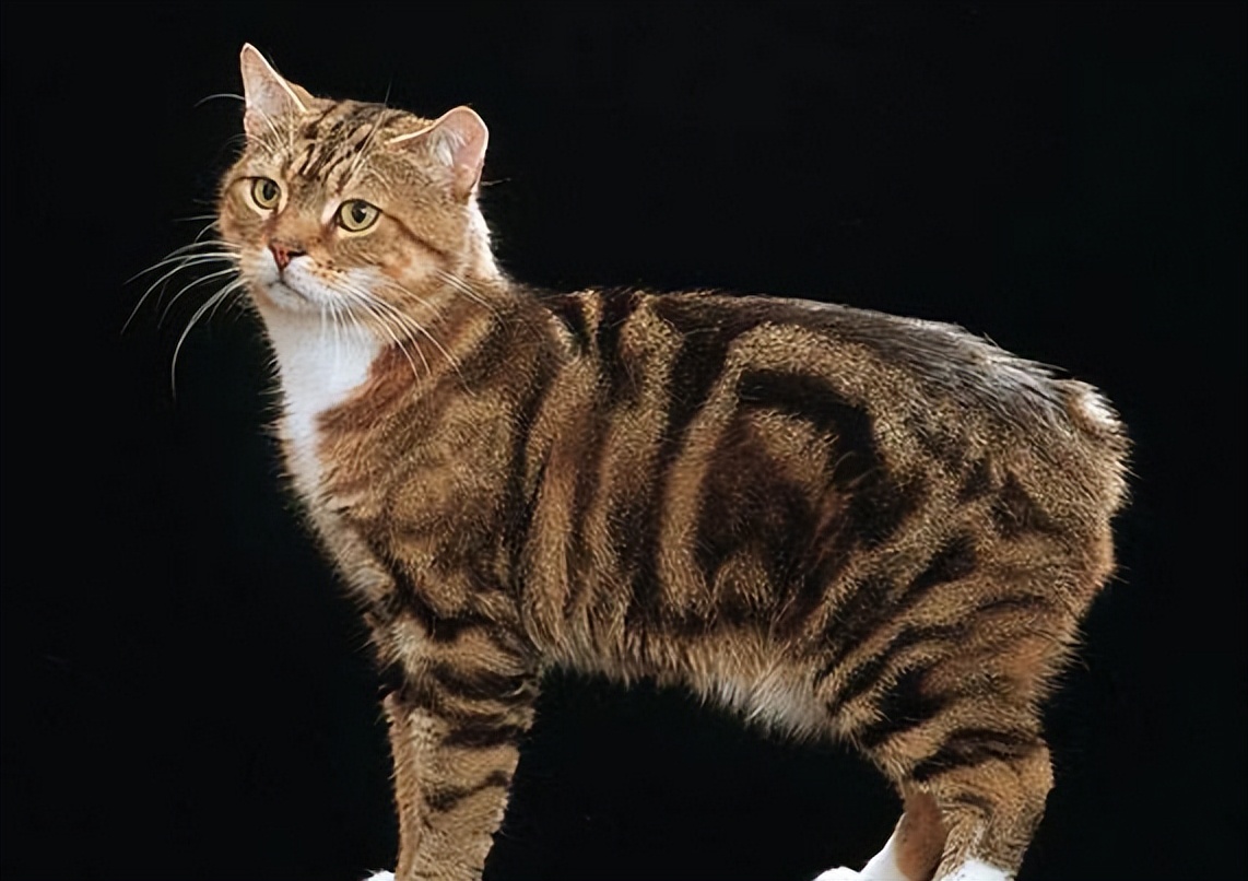世界之大无奇不有,独特的无尾猫——马恩岛猫!