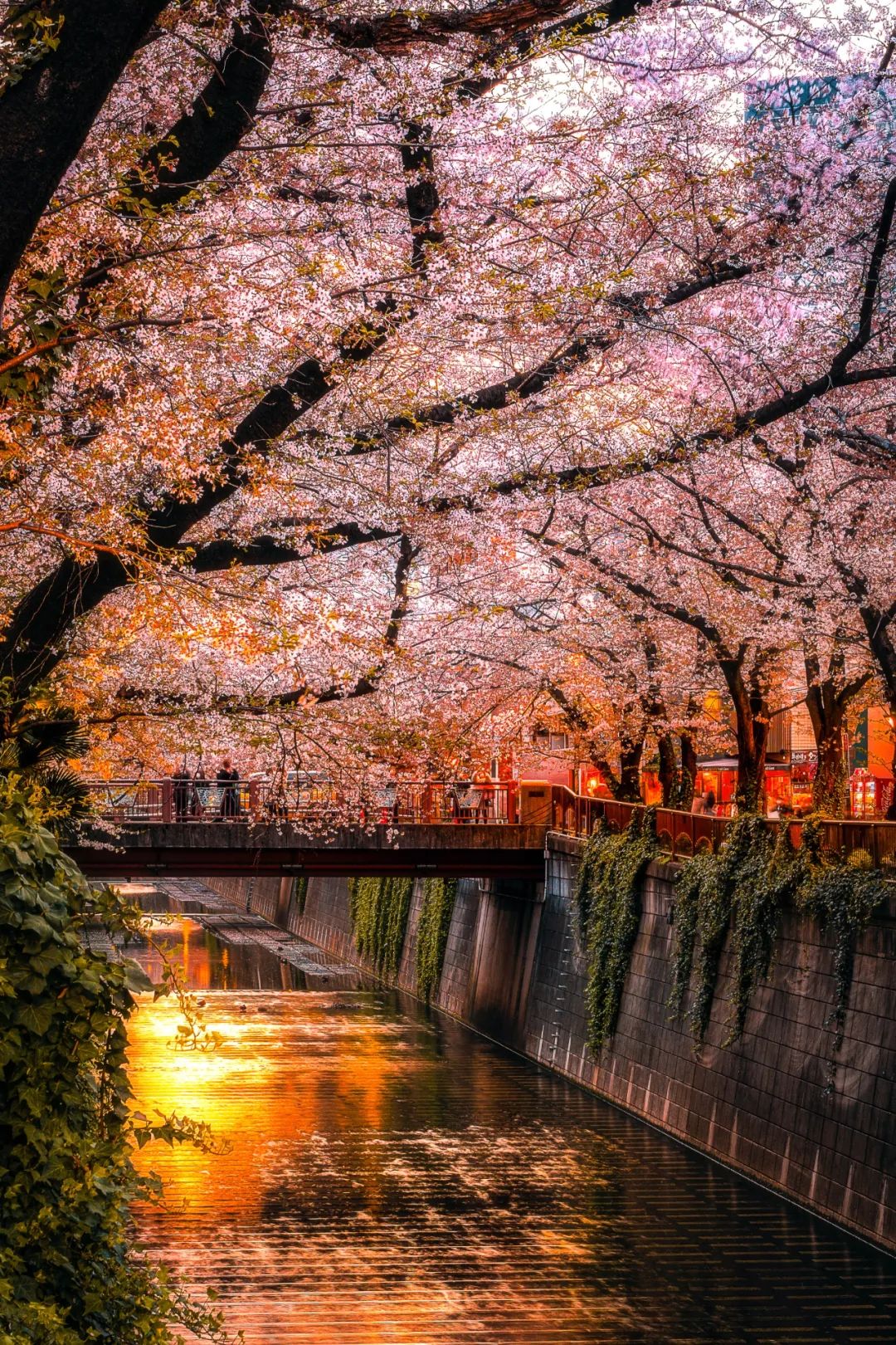 三年过去,日本的樱花还好看吗?网友用77张照片回答了这个问题!