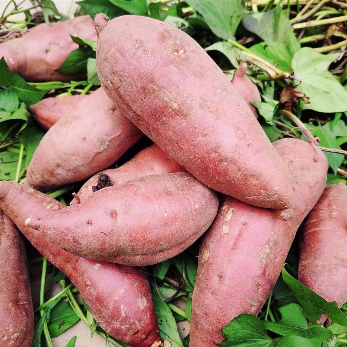 沈维政:扒山芋被抓