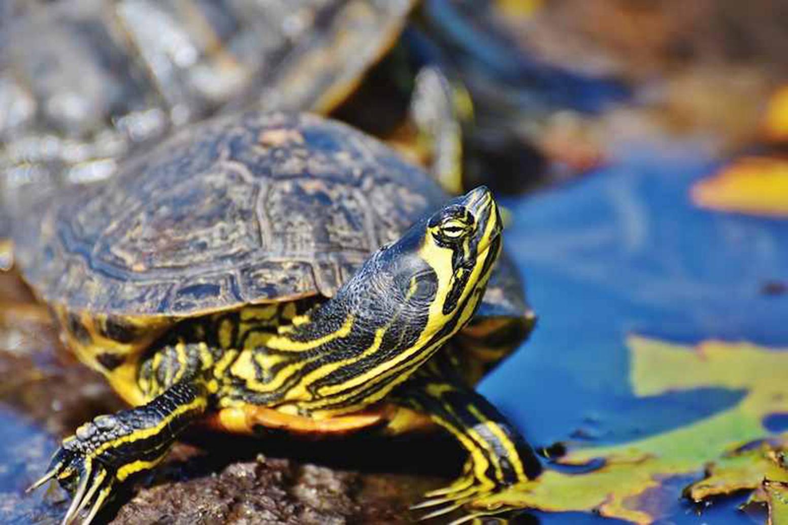 黄耳龟能长多大?