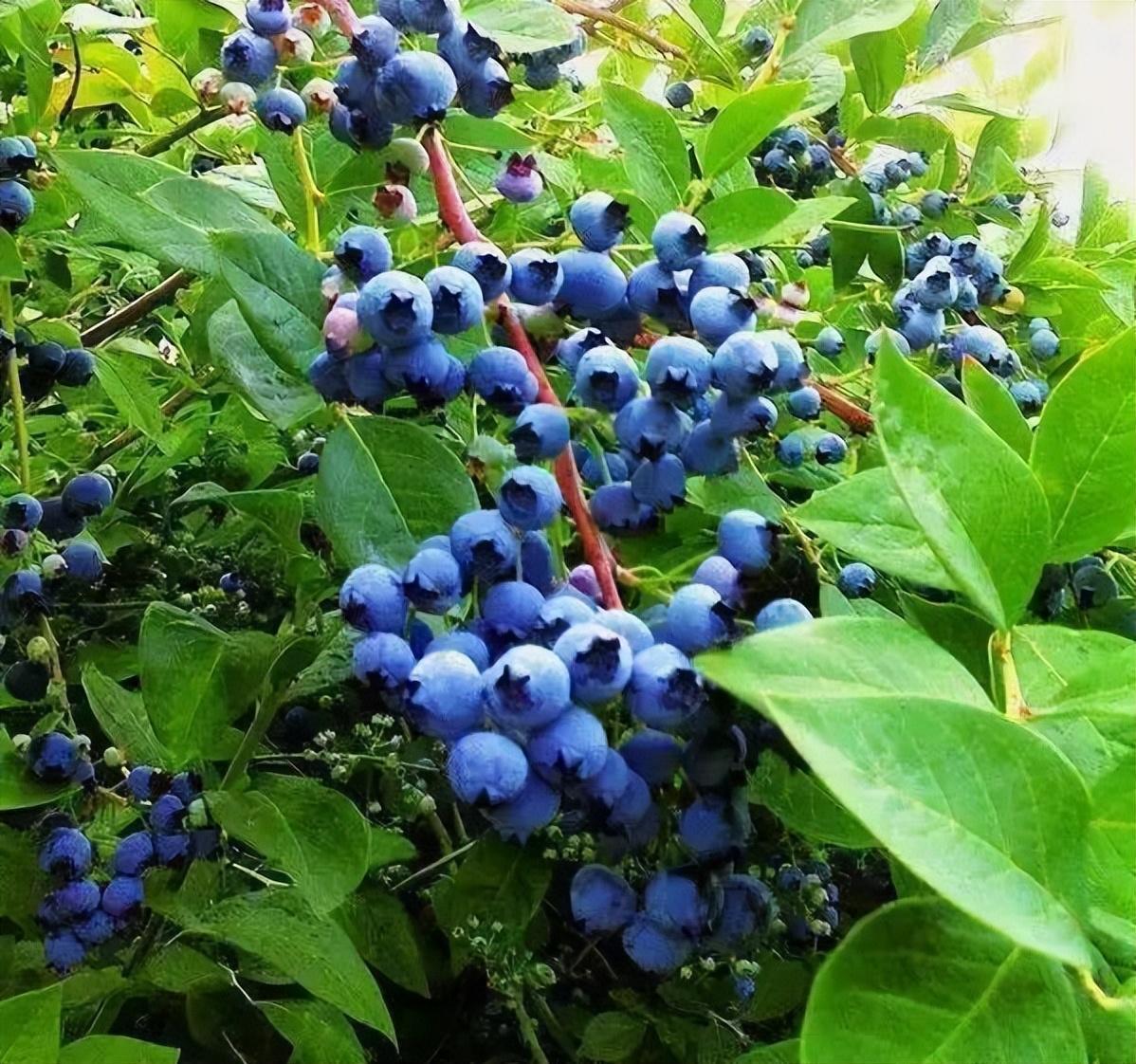 阳台种"蓝莓",教你小技巧,结果多,家里人都喜欢