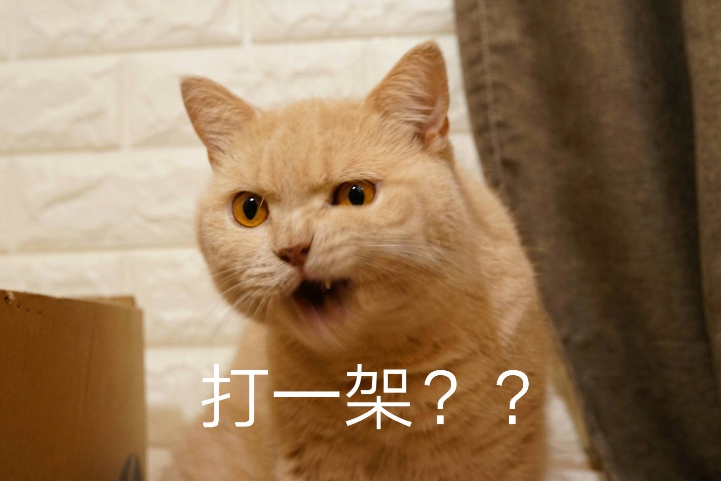 nekoda猫打图片