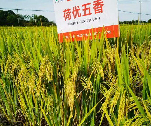 优质香型杂交水稻品种荷优五香,浓香型晚稻,麦茬稻,高产抗倒
