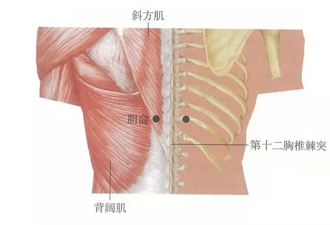 后背胆经的准确位置图图片