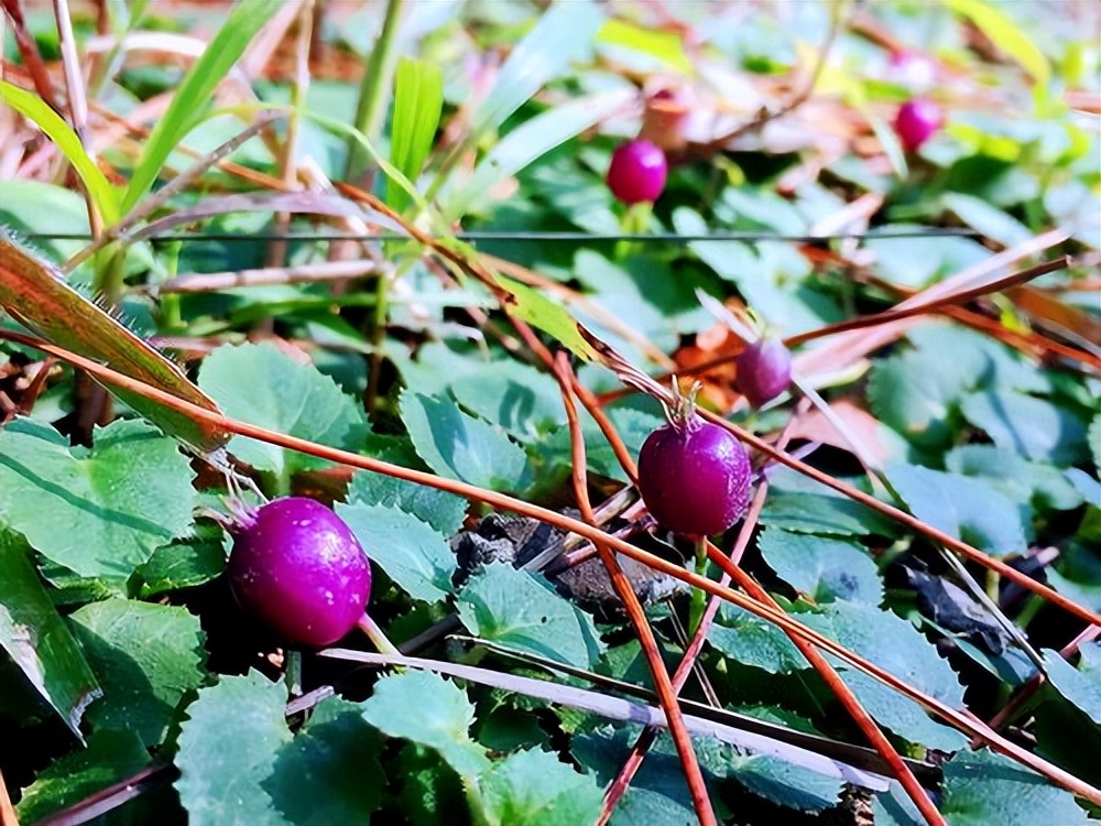 农村稀少植物铜锤玉带草,人称万能解毒王,它用途很广泛认识吗?