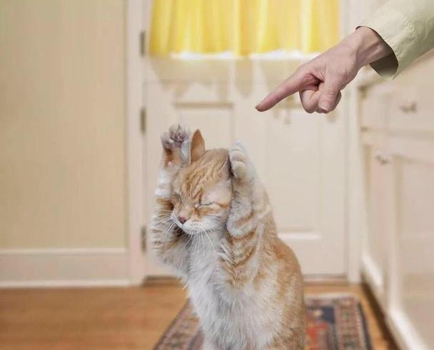 猫咪"挨打"时,为什么不反抗?网友:原因让人落泪