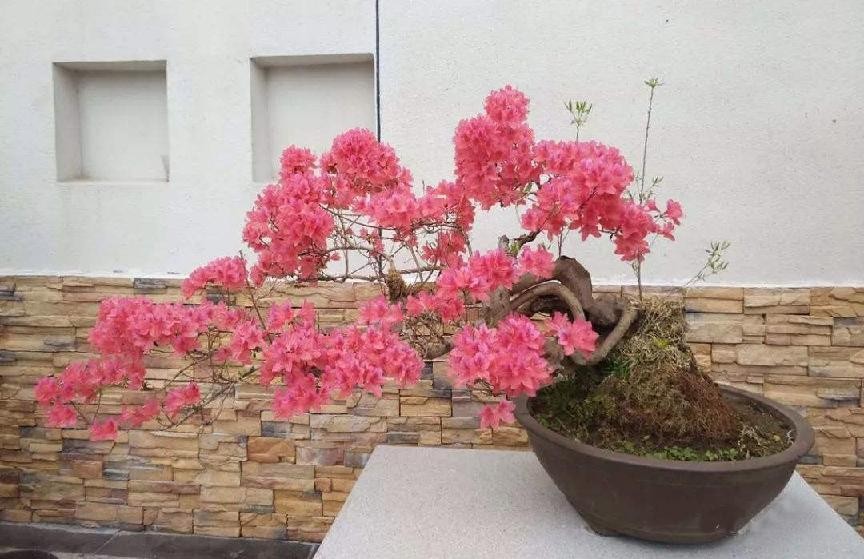 杜鹃花盆景太漂亮了,这几种造型你都见过吗?家里有一盆就不错了
