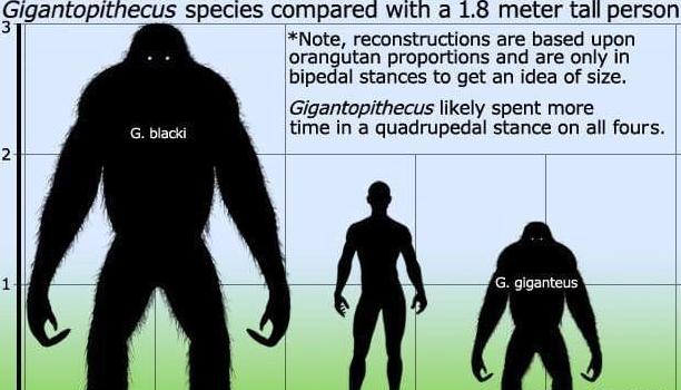 巨猿能打过剑齿虎吗?为什么?