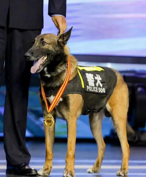 《犬王》导演姚守岗:为艺术炸死功勋犬,笑着说心里其实也不好受