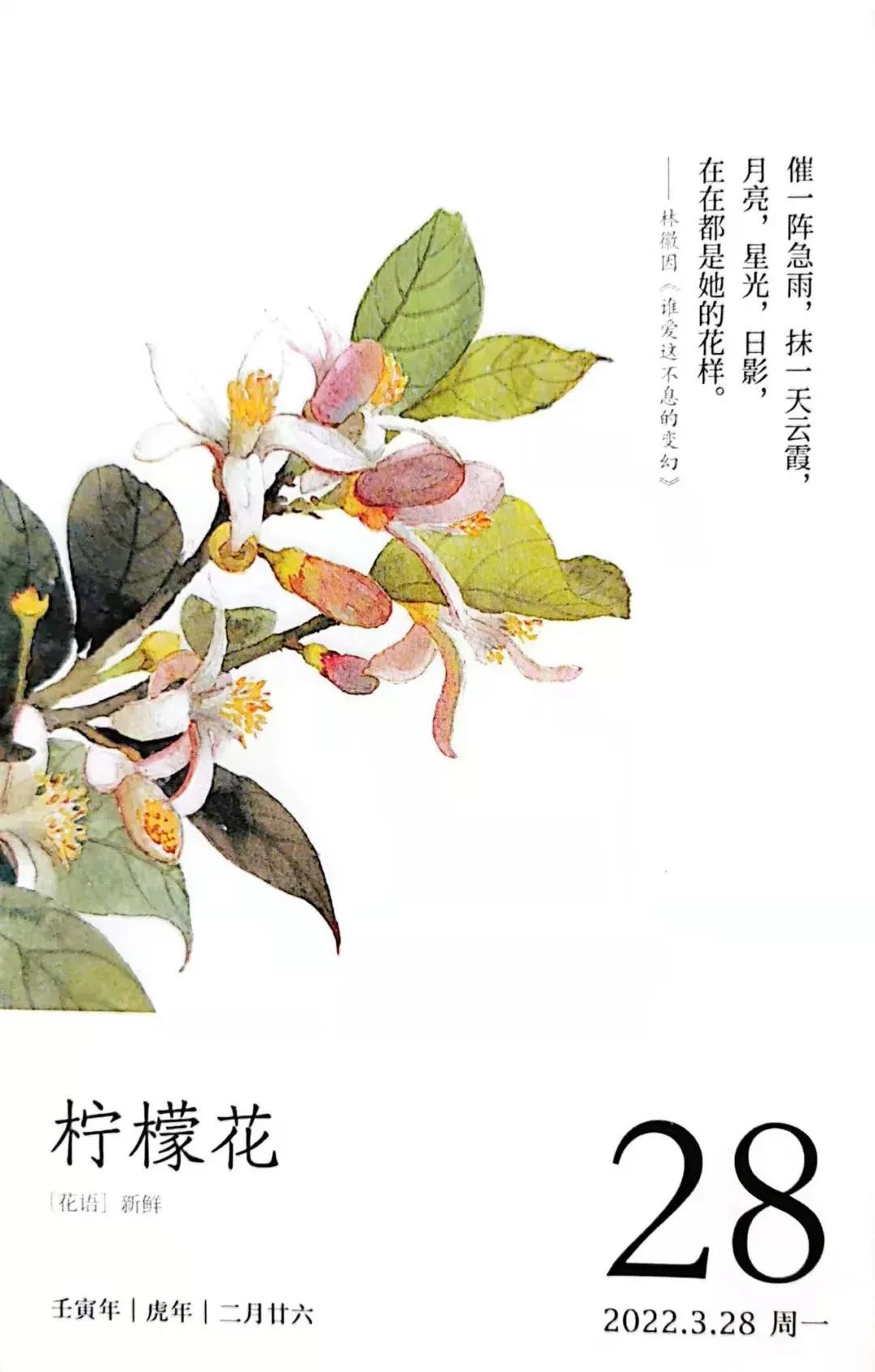 柠檬花最甜的花最酸的果最文艺的夏天花名册no00082