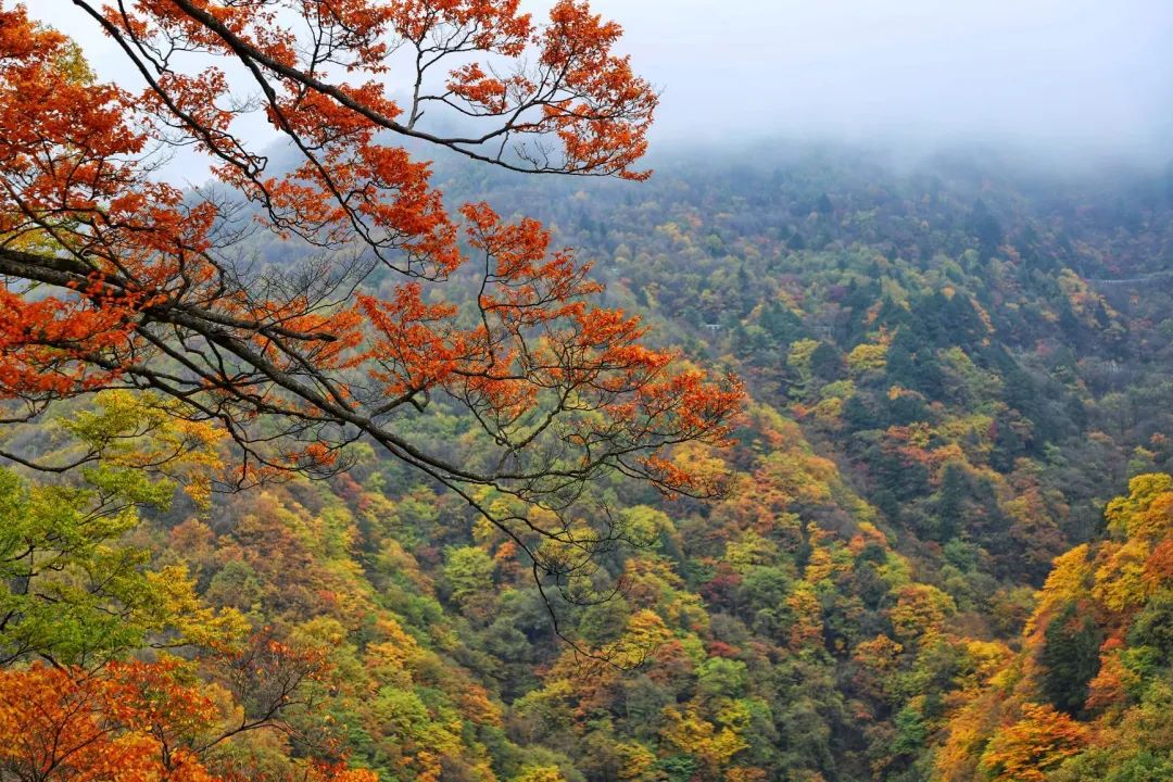 【惠游湖北】摄影作品丨静美神农架