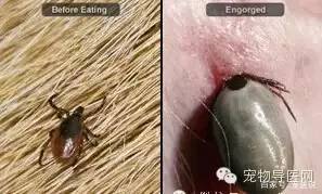 14种宠物常见皮肤病图文大全！（最全版）-16种宠物常见皮肤病图文大全