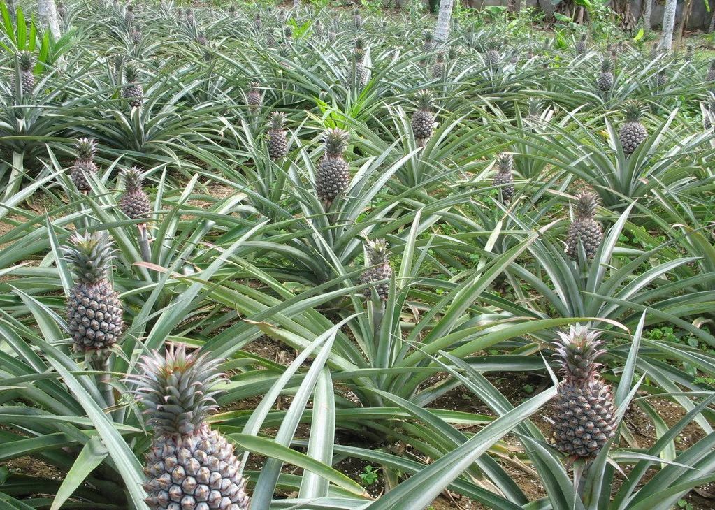 我国菠萝产业分析简报!